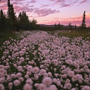 Meet your Posher, Alexa